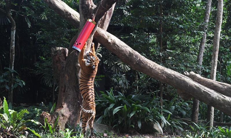 A Malayan tiger attempts to get to the food inside a firecracker-shaped container, as part of the Chinese Lunar New Year celebrations held in the Singapore Night Safari on Jan. 25, 2022.(Photo: Xinhua)