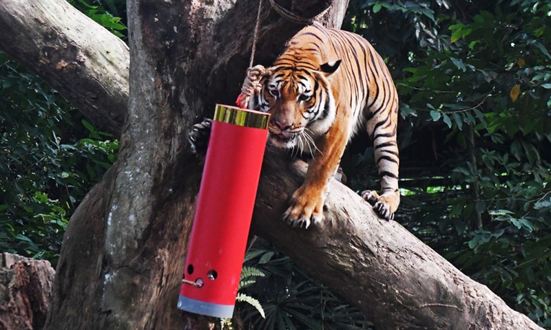 A Malayan tiger attempts to get to the food inside a firecracker-shaped container, as part of the Chinese Lunar New Year celebrations held in the Singapore Night Safari on Jan. 25, 2022.(Photo: Xinhua)
