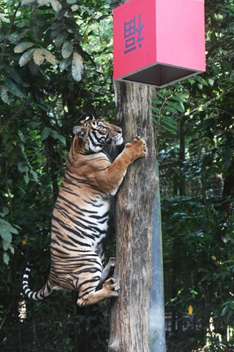 A Malayan tiger attempts to get to the food inside a firecracker-shaped container, as part of the Chinese Lunar New Year celebrations held in the Singapore Night Safari on Jan. 25, 2022.(Photo: Xinhua)