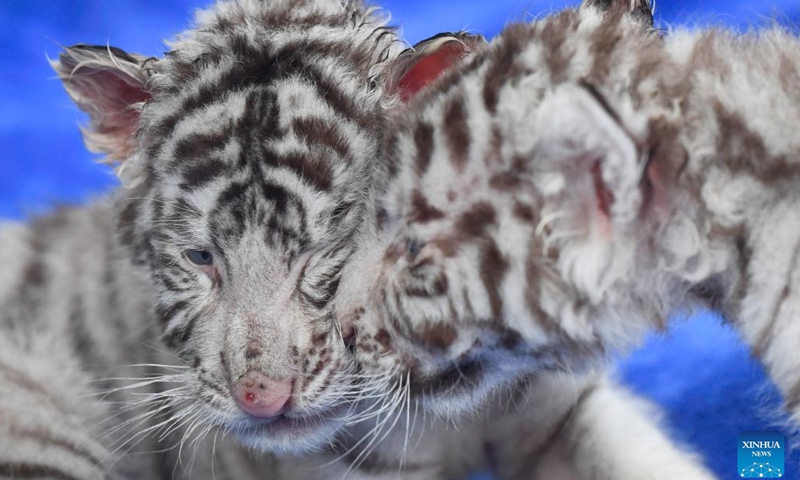 A pair of white tiger twins are seen at the Chimelong Safari Park in Guangzhou, south China's Guangdong Province, Jan. 25, 2022. Consisting of a male and a female, a pair of twin white tigers which were born at the park on Dec. 6, 2021, made their debut here on Tuesday.(Photo: Xinhua)
