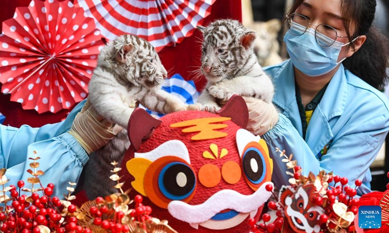Staff members hold a pair of white tiger twins at the Chimelong Safari Park in Guangzhou, south China's Guangdong Province, Jan. 25, 2022. Consisting of a male and a female, a pair of twin white tigers which were born at the park on Dec. 6, 2021, made their debut here on Tuesday.(Photo: Xinhua)