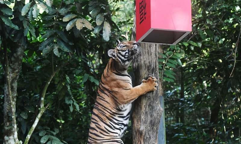 A Malayan tiger attempts to get to the food from a container with Chinese character Fu on it, meaning fortune and luck in English, as part of the Lunar New Year celebrations held in the Singapore Night Safari on Jan. 25, 2022.(Photo: Xinhua)