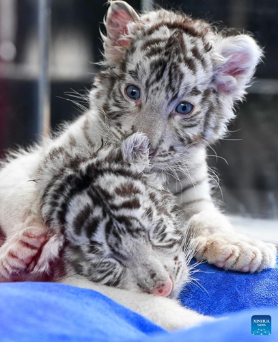A pair of white tiger twins are seen at the Chimelong Safari Park in Guangzhou, south China's Guangdong Province, Jan. 25, 2022. Consisting of a male and a female, a pair of twin white tigers which were born at the park on Dec. 6, 2021, made their debut here on Tuesday.(Photo: Xinhua)