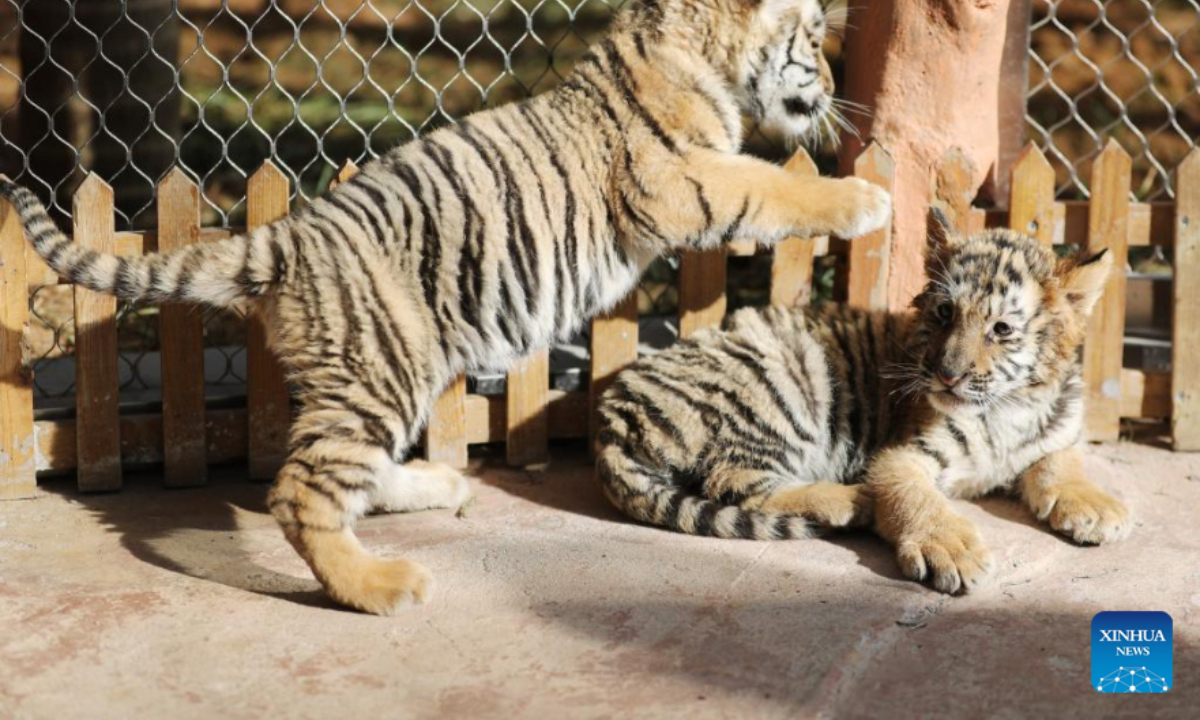 Photo taken on Jan. 29, 2022 shows twin cubs of white Bengal tiger at the Nantong Forest Safari Park in Nantong, east China's Jiangsu Province. While the Year of the Tiger approaches, tigers in zoos are in the spotlight and attract a lot of attention from visitors in China. (Photo by Xu Congjun/Xinhua)