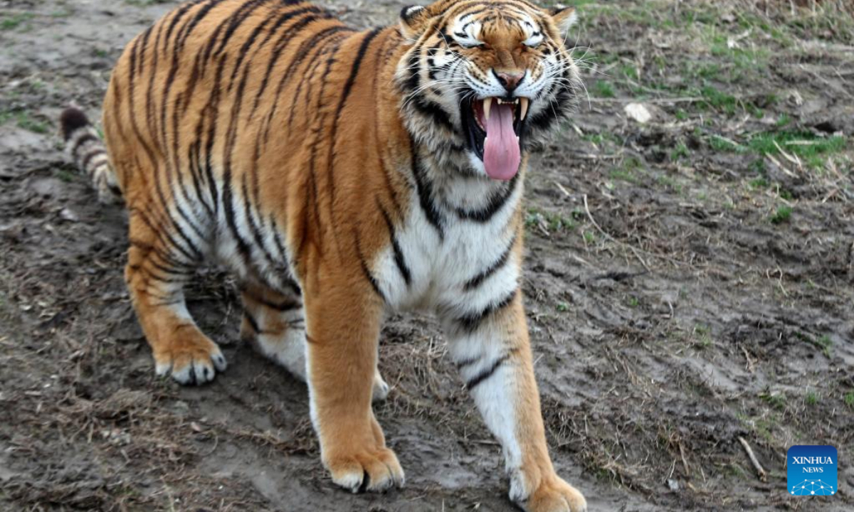 Photo taken on Jan. 29, 2022 shows a Siberian tiger at the Nantong Forest Safari Park in Nantong, east China's Jiangsu Province. While the Year of the Tiger approaches, tigers in zoos are in the spotlight and attract a lot of attention from visitors in China. (Photo by Xu Congjun/Xinhua)