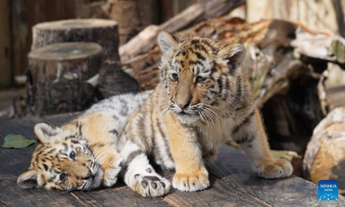 Two tiger cubs are seen at the Qingdao Forest Wildlife World in Qingdao, east China's Shandong Province, Jan. 29, 2022. While the Year of the Tiger approaches, tigers in zoos are in the spotlight and attract a lot of attention from visitors in China. (Photo by Zhang Jingang/Xinhua)