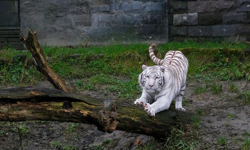 Photo taken on Jan. 26, 2022 shows a white Bengal tiger at the Pairi Daiza zoo in Brugelette, Belgium.Photo:Xinhua