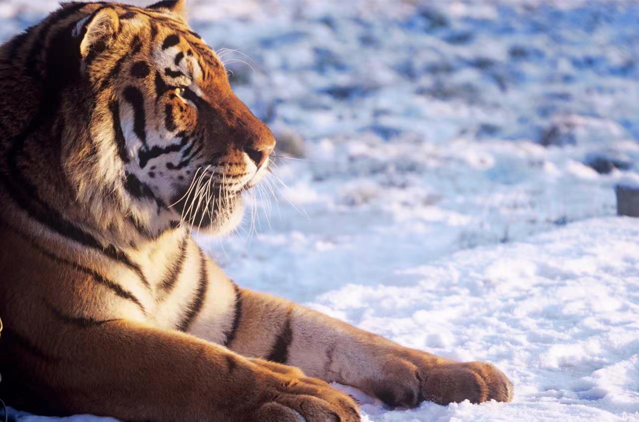 Siberian tiger and other animals in the Northeast China Tiger and Leopard National Park Photos: Courtesy of Tencent 