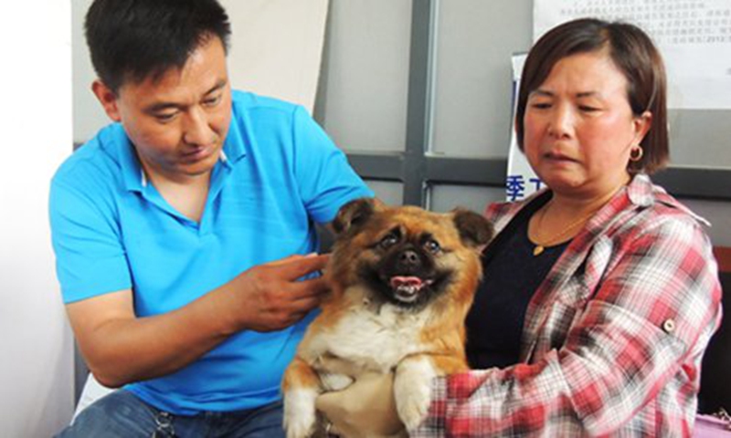 A pet dog is taken an injection at a clinic in Lianyungang, East China's Jiangsu Province. Photo: VCG