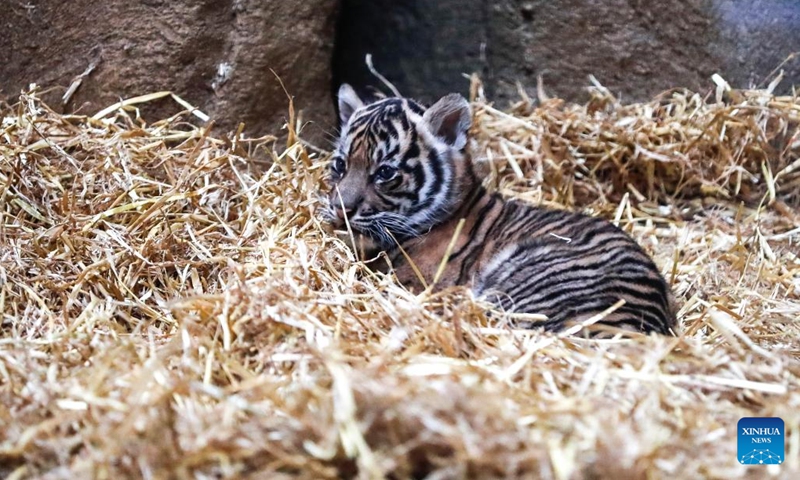 A Sumatran tiger cub is seen at ZSL (the Zoological Society of London) London Zoo in London, Britain, on Jan. 27, 2022. A Sumatran tiger cub was born here last month. The Sumatran tiger is classified as critically endangered on the International Union for Conservation of Nature's red list of threatened species.(Photo: Xinhua)