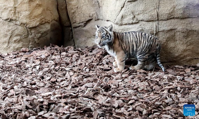 A Sumatran tiger cub is seen at ZSL (the Zoological Society of London) London Zoo in London, Britain, on Jan. 27, 2022. A Sumatran tiger cub was born here last month. The Sumatran tiger is classified as critically endangered on the International Union for Conservation of Nature's red list of threatened species.(Photo: Xinhua)