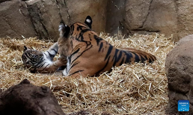 A Sumatran tiger cub is seen with its mum at ZSL (the Zoological Society of London) London Zoo in London, Britain, on Jan. 27, 2022. A Sumatran tiger cub was born here last month. The Sumatran tiger is classified as critically endangered on the International Union for Conservation of Nature's red list of threatened species.(Photo: Xinhua)