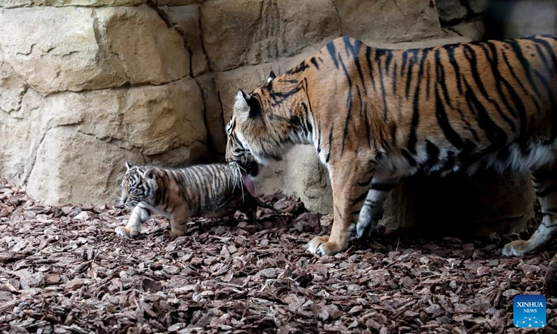 A Sumatran tiger cub is seen with its mum at ZSL (the Zoological Society of London) London Zoo in London, Britain, on Jan. 27, 2022. A Sumatran tiger cub was born here last month. The Sumatran tiger is classified as critically endangered on the International Union for Conservation of Nature's red list of threatened species.(Photo: Xinhua)