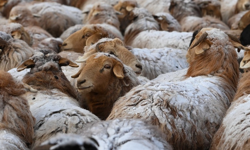 Photo taken on Jan. 24, 2022 shows sheep in Akyaz Valley in Zhaosu County, Kazak Autonomous Prefecture of Ili, northwest China's Xinjiang Uygur Autonomous Region.(Photo: Xinhua)