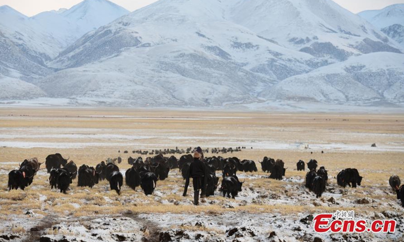 Herdsmen graze their livestock in the snow in Wuda village of Damxung county, southwest China's Tibet Autonomous Region, Jan. 27, 2022.Photo:China News Service
