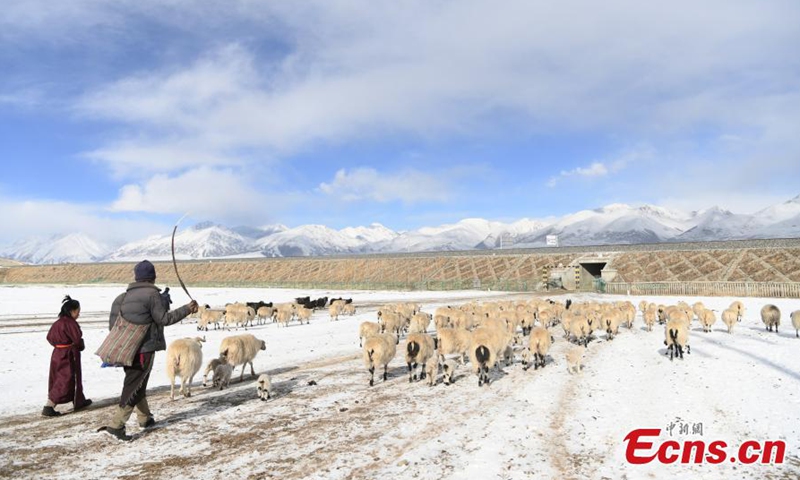 Herdsmen graze their livestock in the snow in Wuda village of Damxung county, southwest China's Tibet Autonomous Region, Jan. 27, 2022.Photo:China News Service