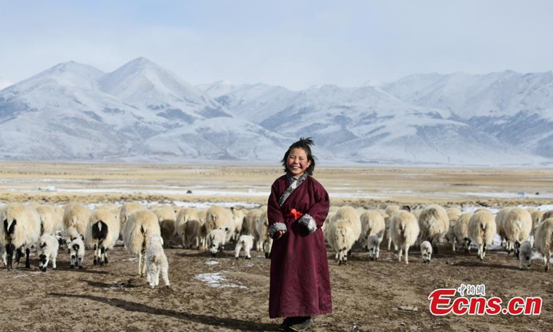 Herdsmen graze their livestock in the snow in Wuda village of Damxung county, southwest China's Tibet Autonomous Region, Jan. 27, 2022.Photo:China News Service