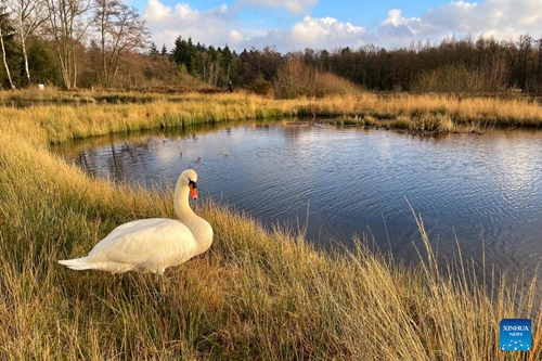 A swan takes a rest at De Wijers nature reserve in Limburg Province, Belgium, Jan. 6, 2022. World Wetlands Day, celebrated annually on Feb. 2, aims to raise global awareness about the vital role of wetlands. (Xinhua/Zhang Cheng)




