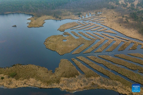 Aerial photo taken on Jan. 28, 2022 shows the wetlands of the Kalmthoutse Heide Cross-Border Park in Antwerpen Province, Belgium. World Wetlands Day, celebrated annually on Feb. 2, aims to raise global awareness about the vital role of wetlands. (Xinhua/Zhang Cheng)







