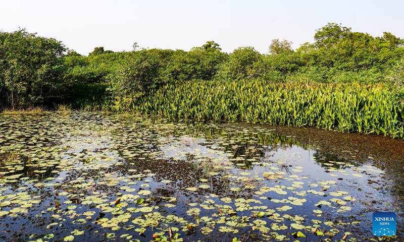 Photo taken on Feb. 2, 2022 shows the view of the Beddagana Wetland Park, on the outskirts of Colombo, Sri Lanka. (Xinhua/Tang Lu)