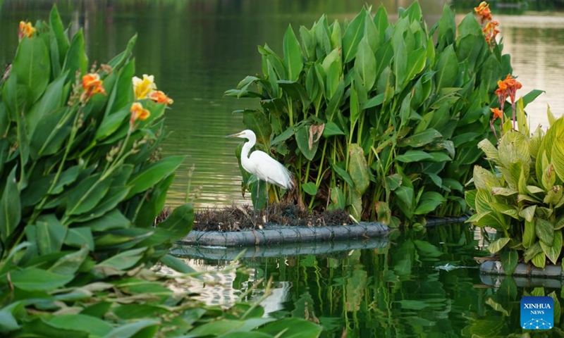 Photo taken on Feb. 2, 2022 shows a water bird at Beira Lake, Colombo, Sri Lanka. (Xinhua/Tang Lu)