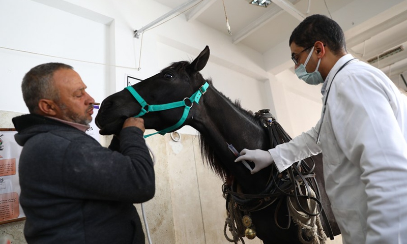 A veterinarian (R) treats a horse at the clinic of Brooke Hospital for Animals in Alexandria, Egypt, on Feb. 2, 2022.(Photo: Xinhua)