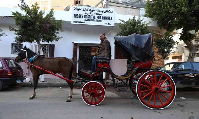 An old man visits the Brooke Hospital for Animals to have his horse checked in Alexandria, Egypt, on Feb. 2, 2022.(Photo: Xinhua)