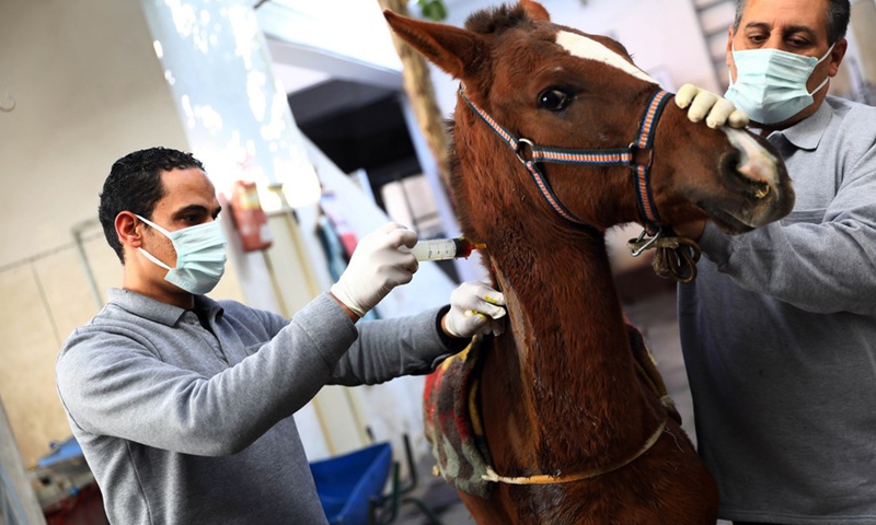 Egypt's working equids enjoy free treatment - Vimarsana News