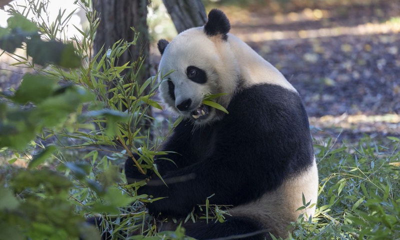Photo shows giant panda Tian Bao in October 2021.Photo:Xinhua