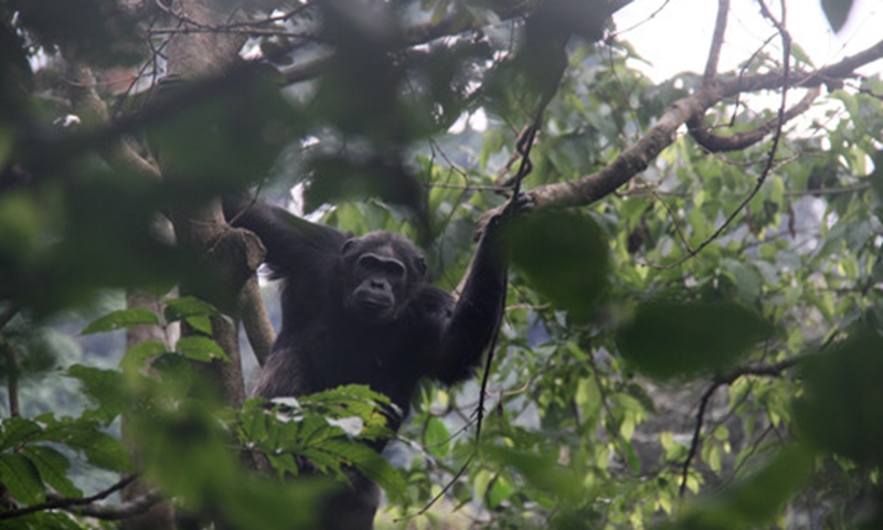 A chimpanzee is seen on a tree in Nyungwe National Park, Rwanda, Oct. 20, 2017. Photo: Xinhua
