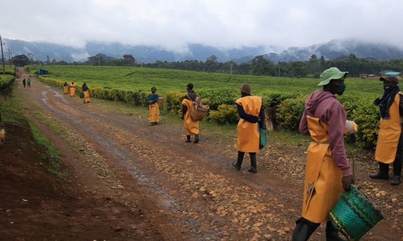 Farmers prepare to pick tea leaves at a tea garden in Gisakura area, Rwanda, Sept. 18, 2021.Photo:Xinhua