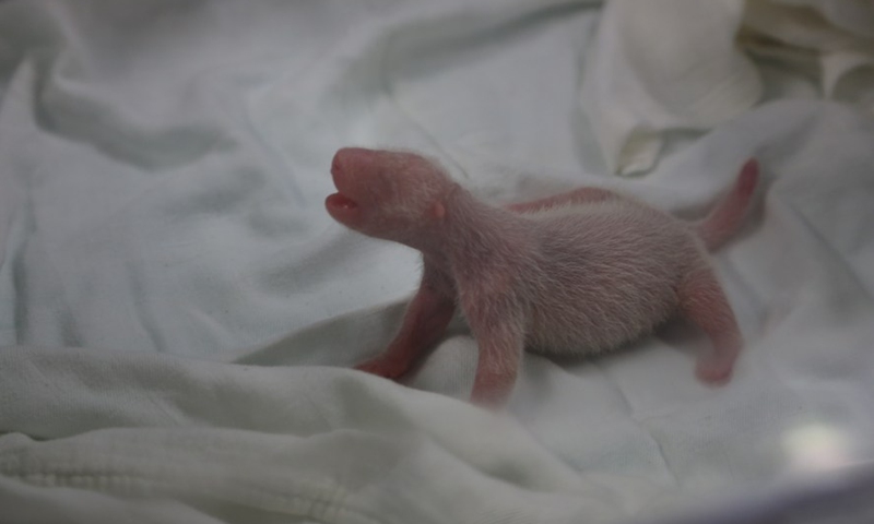 Photo shows giant panda Tian Bao in June 2016.Photo:Xinhua