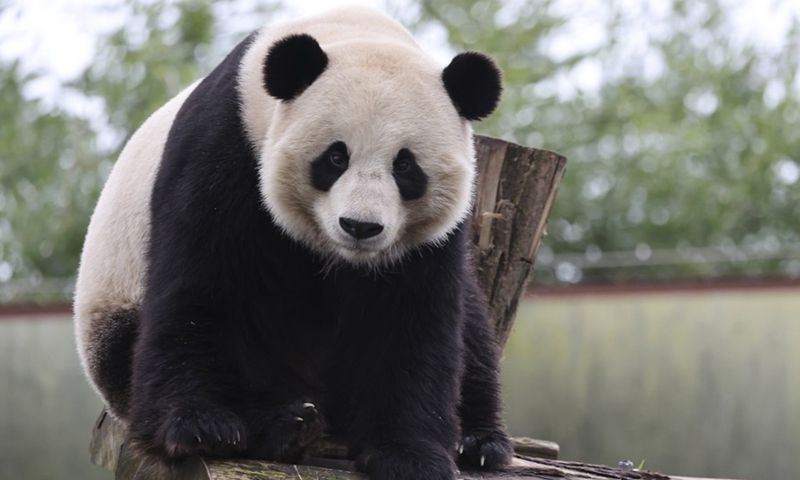 Photo shows giant panda Tian Bao in February 2022.Photo:Xinhua