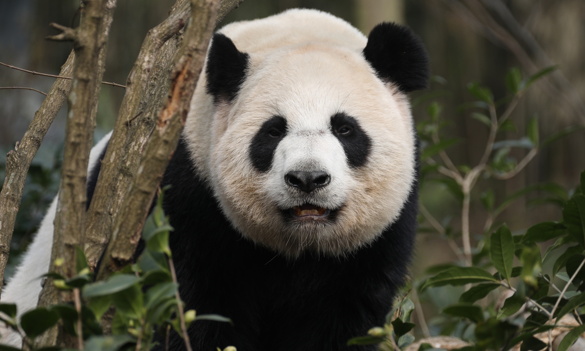 Photo: Courtesy of the Chengdu Research Base of Giant Panda Breeding