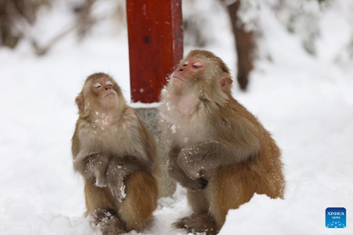 Macaques are seen amid snow at the Huangshizhai scenic area in Zhangjiajie, central China's Hunan Province, Feb. 8, 2022. (Photo by Wu Yongbing/Xinhua)