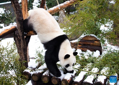 A giant panda is seen at the snow-covered Hongshan Forest Zoo in Nanjing, east China's Jiangsu Province, Feb. 8, 2022. (Photo by Su Yang/Xinhua)