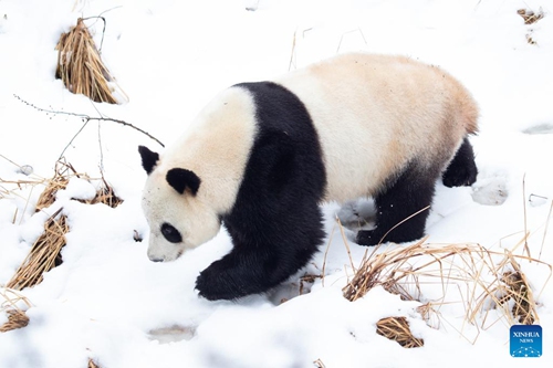 A giant panda is seen at the snow-covered Hongshan Forest Zoo in Nanjing, east China's Jiangsu Province, Feb. 8, 2022. (Photo by Su Yang/Xinhua)