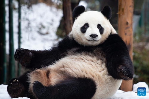 A giant panda is seen at the snow-covered Hongshan Forest Zoo in Nanjing, east China's Jiangsu Province, Feb. 8, 2022. (Photo by Su Yang/Xinhua)