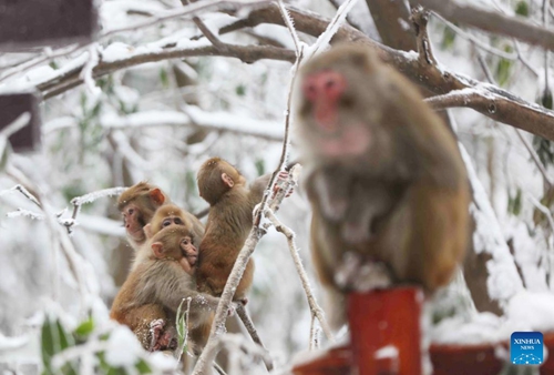 Macaques are seen amid snow at the Huangshizhai scenic area in Zhangjiajie, central China's Hunan Province, Feb. 8, 2022. (Photo by Wu Yongbing/Xinhua)