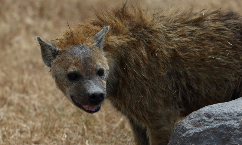 This file Photo taken on Aug. 19, 2013 shows a hyena in the Ngorongoro Crater in Ngorongoro Conservation Area (NCA), north Tanzania. (Photo: Xinhua)