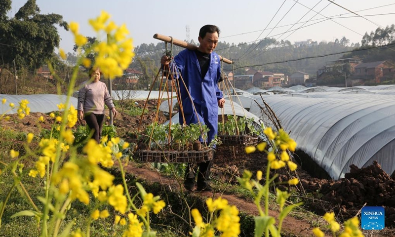 Villagers transplant watermelon seedlings at a planting base in Gaochong Village of Neijiang City, southwest China's Sichuan Province, Feb. 11, 2022.(Photo: Xinhua)