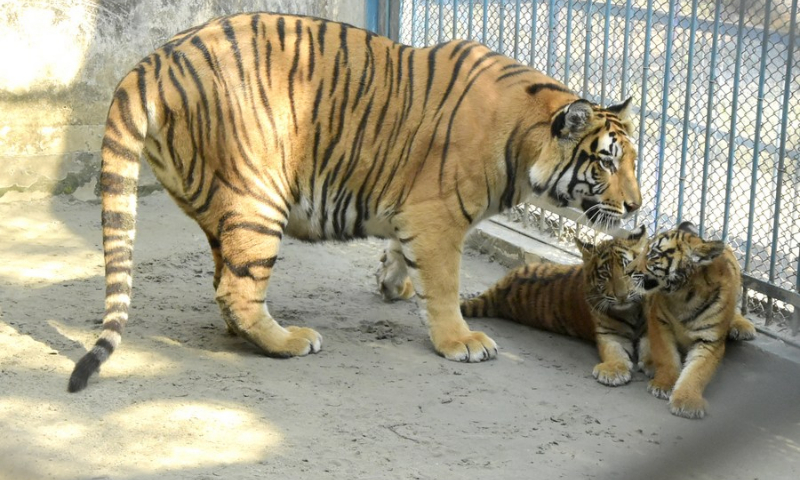 Bangladeshi zoo welcomes Bengal tiger cubs in Year of Tiger - Global Times