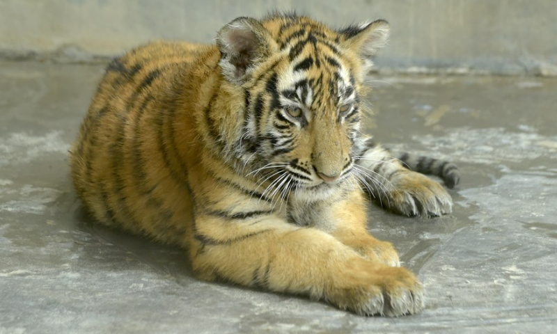 Bangladeshi zoo welcomes Bengal tiger cubs in Year of Tiger - Global Times