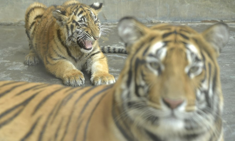 Photo taken on Feb. 12, 2022, shows a Royal Bengal Tiger cub in Bangladesh's National Zoo in Dhaka, Bangladesh. (Photo: Xinhua)