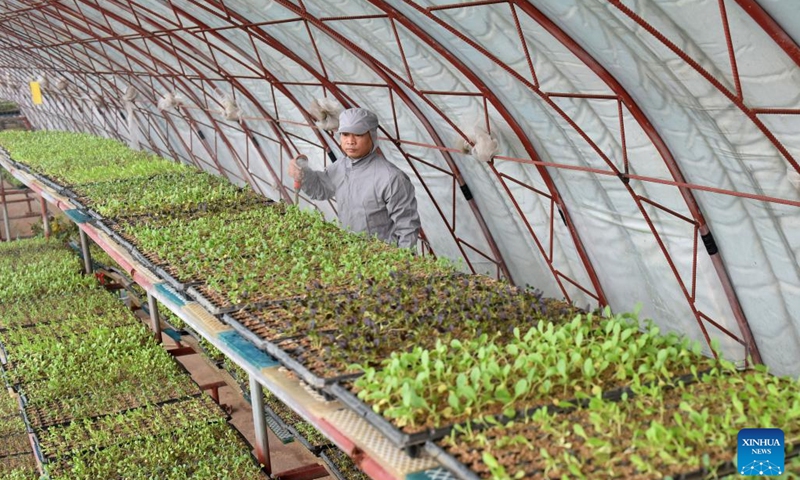 Farmer Zhang Zhaoke works in a hydroponic farming greenhouse in Xingtai, north China's Hebei Province, Feb. 12, 2022. In 2020, Zhang invested in a hydroponic farming business which produces greenhouse vegetables.(Photo: Xinhua)