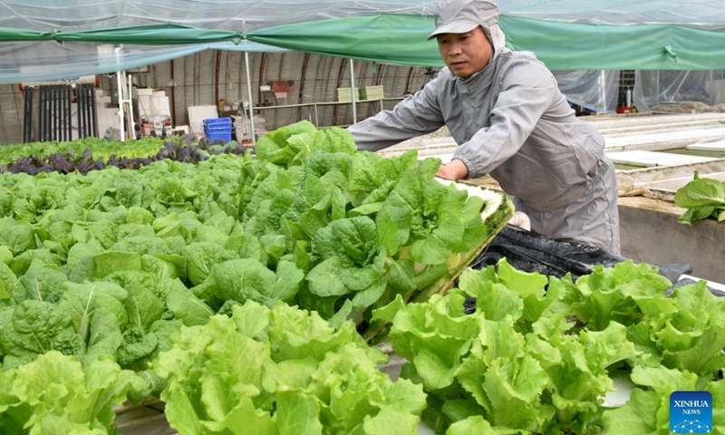 Farmer Zhang Zhaoke works in a hydroponic farming greenhouse in Xingtai, north China's Hebei Province, Feb. 12, 2022. In 2020, Zhang invested in a hydroponic farming business which produces greenhouse vegetables.(Photo: Xinhua)
