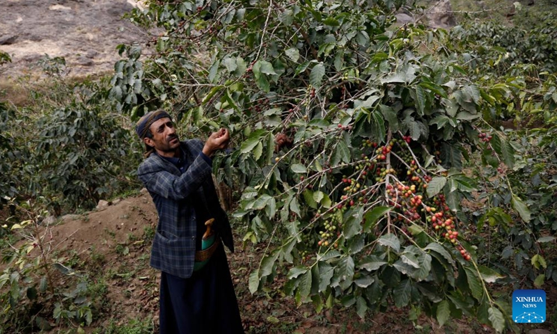 A Yemeni farmer picks coffee beans in Bayt al-Nahimy village of the Manakhah district, Sanaa province, Yemen, on Feb. 14, 2022.Photo:Xinhua