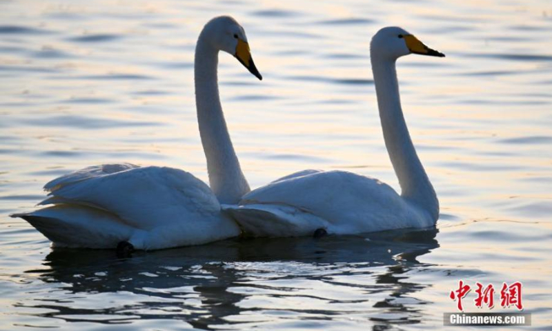 A pair of whooper swans share an intimate moment at Yinghua Lake, Rongcheng city in east China's Shandong Province, Feb. 21, 2022. (Photo: China News Service/Yang Zhili)