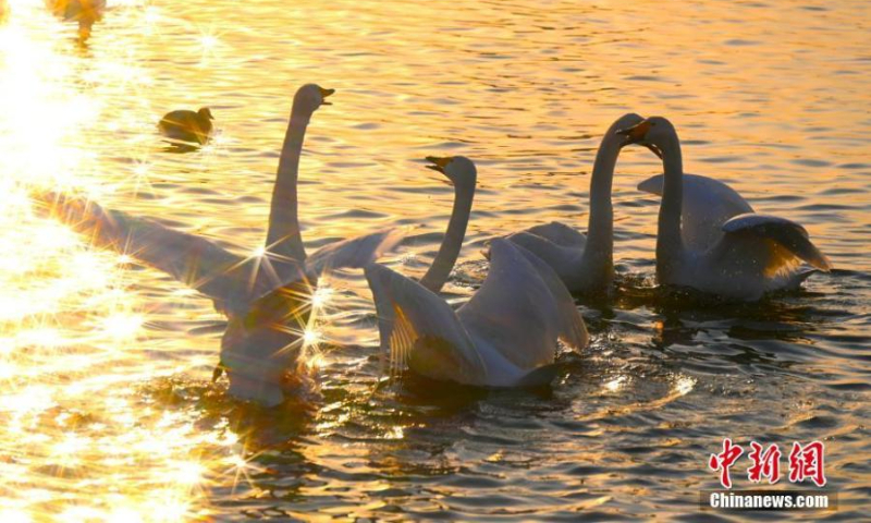 A pair of whooper swans share an intimate moment at Yinghua Lake, Rongcheng city in east China's Shandong Province, Feb. 21, 2022. (Photo: China News Service/Yang Zhili)
