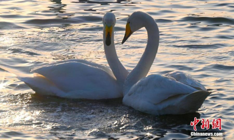 A pair of whooper swans share an intimate moment at Yinghua Lake, Rongcheng city in east China's Shandong Province, Feb. 21, 2022. (Photo: China News Service/Yang Zhili)
